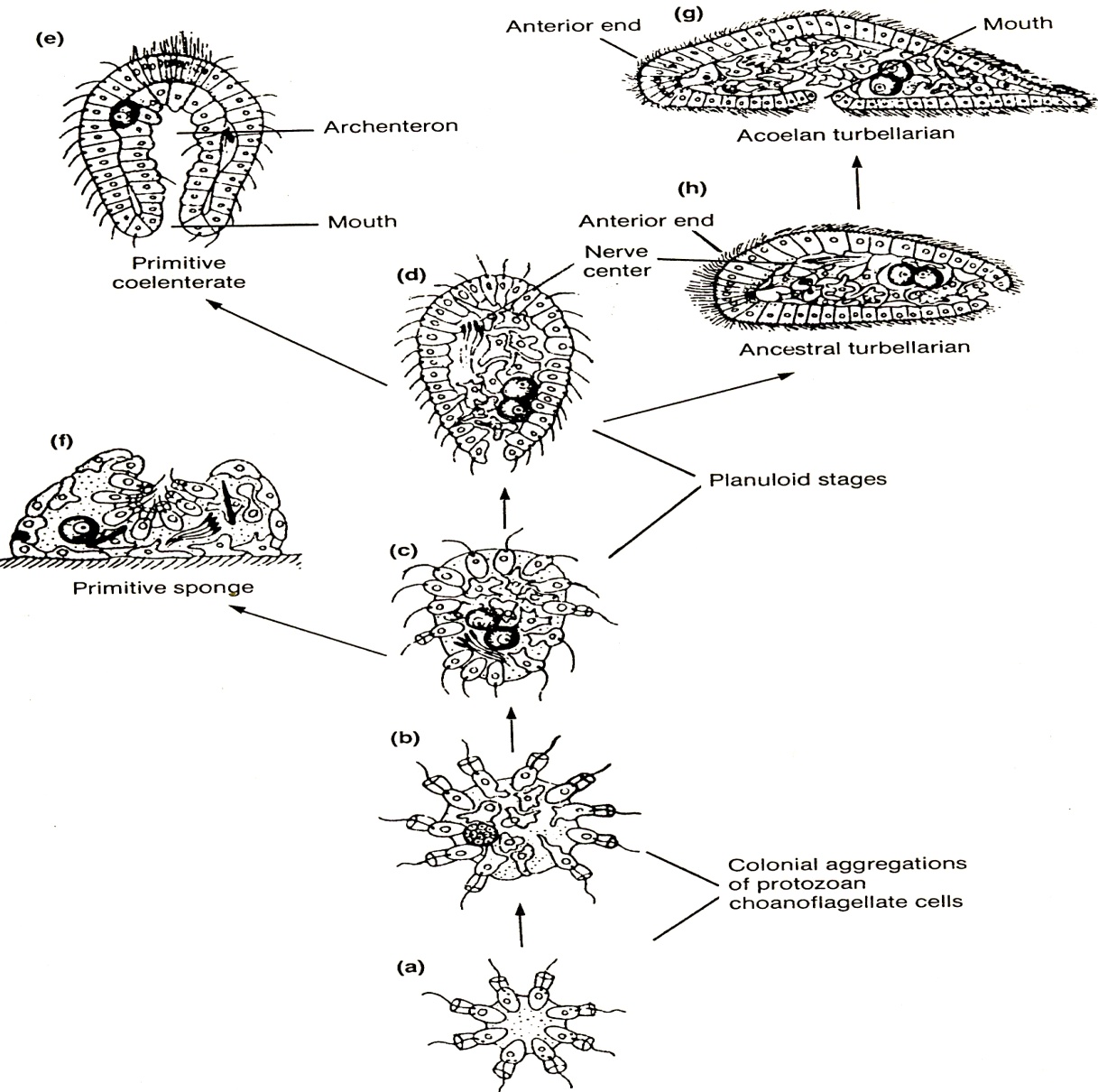 Protozoa to Metazoa-alt