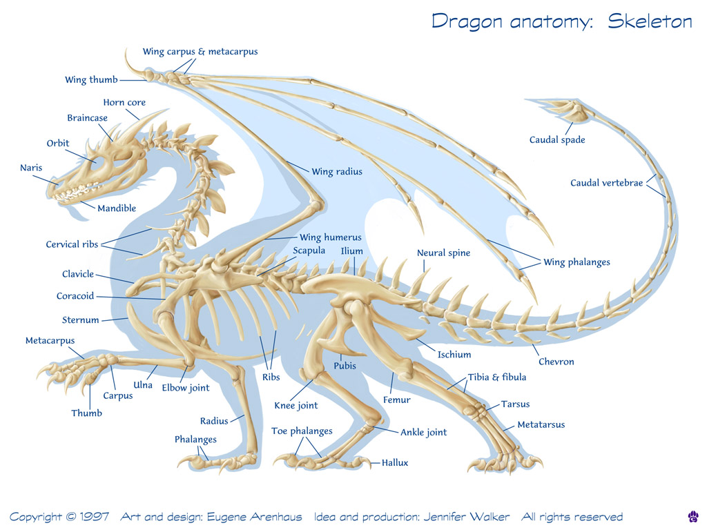 animal in carpus anatomy